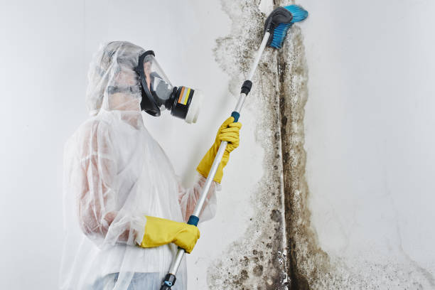 Best Mold Remediation for Specific Building Types in Wood Dale, IL