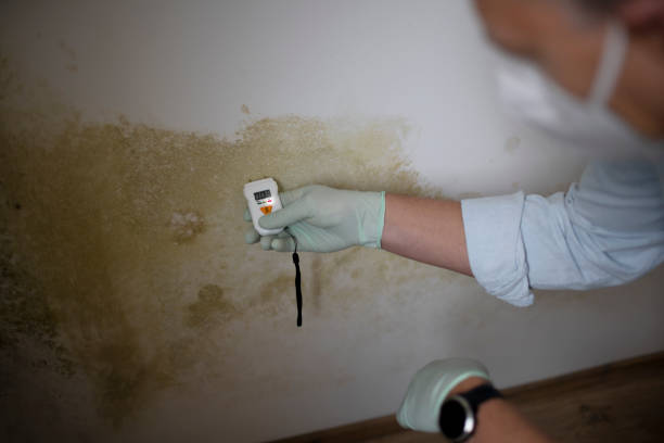 Best Residential Mold Remediation in Wood Dale, IL