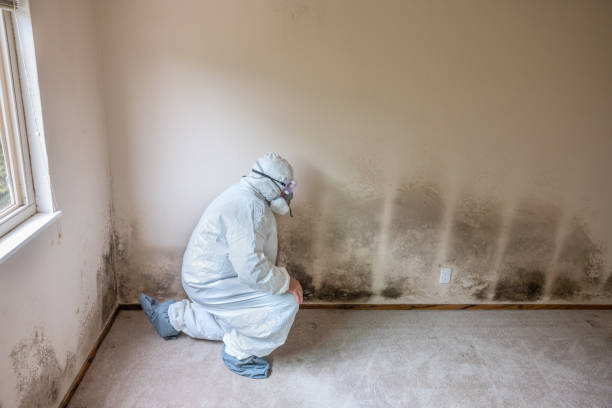 Best White Mold Remediation in Wood Dale, IL