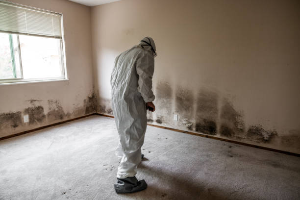 Best Black Mold Remediation in Wood Dale, IL