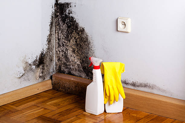 Best Black Mold Remediation in Wood Dale, IL