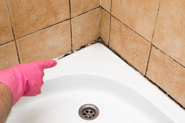 Best Mold Testing and Inspection Services in Wood Dale, IL