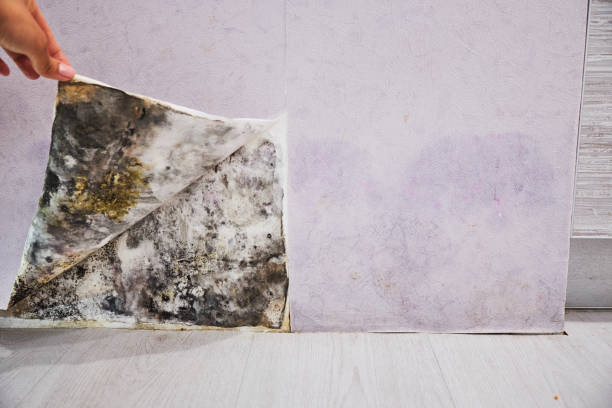 Best Commercial Mold Remediation in Wood Dale, IL
